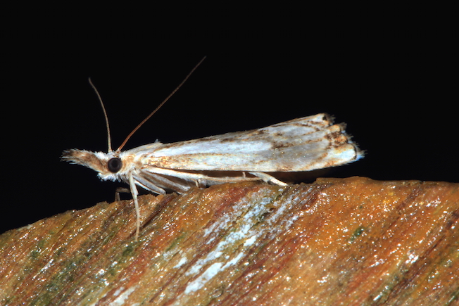 Aiuto id. Crambidae - Catoptria falsella